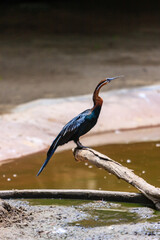 Fototapeta premium A bird is standing on a log in a pond