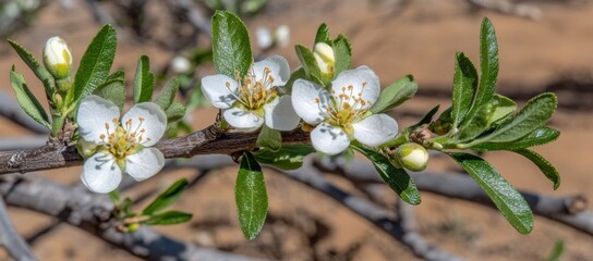 Fototapeta premium spring snowdrops in snow