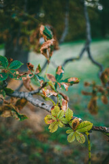 Young green horse chestnut leaves on a branch with dried brown edges, set against a blurred natural background. 

