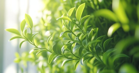 Obraz premium Floating green leaves, isolated on a background