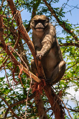 Obraz premium A monkey is sitting on a tree branch