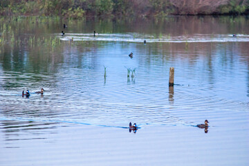 A group of ducks are swimming in a pond