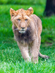 Young male Lion cub on the grass