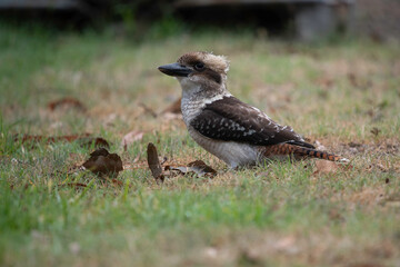Kookaburra chasing leaves