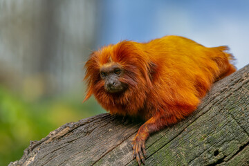 Golden Lion Tamarin is a small monkey with beautiful orange fur and mane