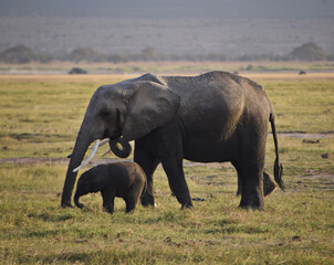 Fototapeta premium elephant and its baby