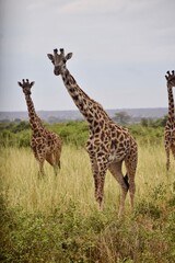 Obraz premium giraffe in the savannah