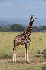giraffe