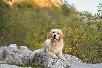 A Nova Scotia Duck Tolling Retriever relaxes on rocky terrain surrounded by greenery. The warm...