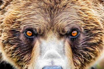 Bear in captivity at a sanctuary in a cage in Kutarevo, Croatia