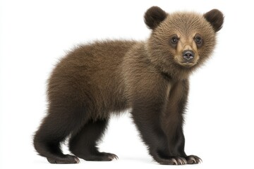 Fototapeta premium A ferocious brown grizzly bear on a transparent background (PNG)