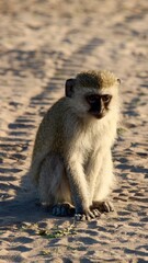 monkey in chobe nation park