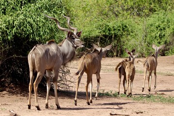 Kudu in chobe nationalpark botswana