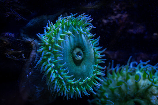 View of Green anemone at the Toronto Zoo.