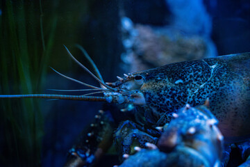 View of American lobster at the Toronto Zoo.