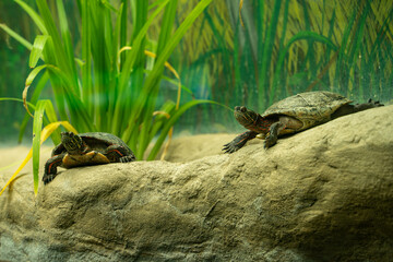 View of Midland painted turtle at the Toronto Zoo.