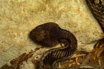 View of Timber rattlesnake at the Toronto Zoo.