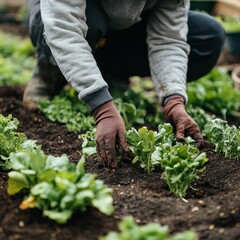 Fototapeta premium A person tending to a garden, planting leafy greens in rich soil.