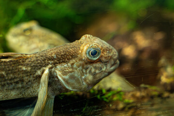 View of Round goby at the Toronto Zoo.