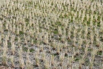 A view of a rice field in winter with rice stalks still standing. Agriculture-related background material.