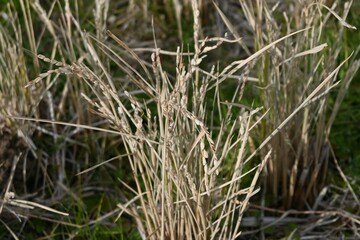 A view of a rice field in winter with rice stalks still standing. Agriculture-related background material.