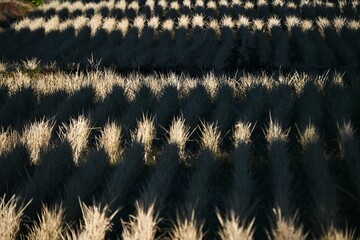 A view of a rice field in winter with rice stalks still standing. Agriculture-related background material.