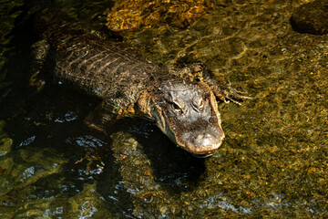 View of American alligator at the Toronto Zoo.