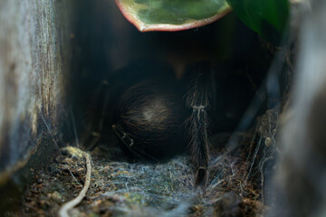 View of Goliath bird eating tarantula at the Toronto Zoo.