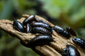 View of Madagascar hissing cockroaches at the Toronto Zoo.