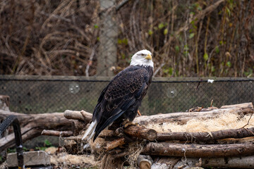 View of Bald eagle at the Toronto Zoo.