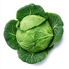 Obraz premium Fresh green cabbage with vibrant leaves on white background