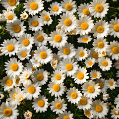 a flower bed with daisies in the middle of it Generative AI