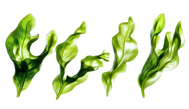 Seaweed algae isolated on a transparent background PNG