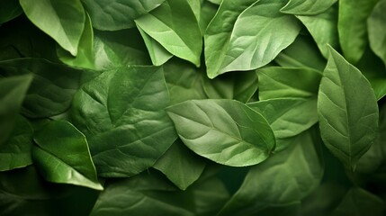 Lush green leaves background, nature texture, organic