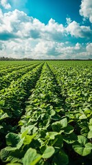 Lush green soybean field under a vibrant blue sky with fluffy white clouds.