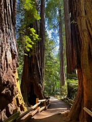 Across the Golden Gate to San Francisco