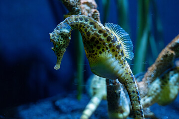 View of Seahorse at the Toronto Zoo.