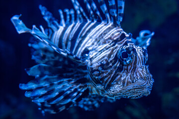 View of Lionfish at the Toronto Zoo.