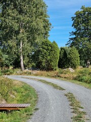 road in the forest