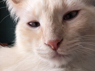 close up portrait of white cat