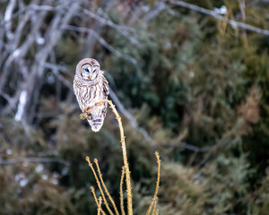 Barred Owl