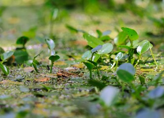 Frog Camouflaged in Aquatic Plants