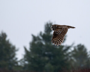Barred Owl
