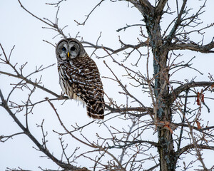 Barred Owl