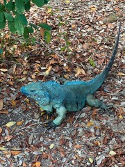 Caribbean Paradise: Cozumel & Grand Cayman 