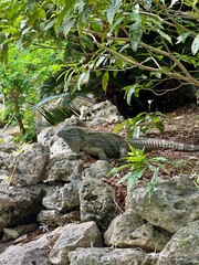 Caribbean Paradise: Cozumel & Grand Cayman 