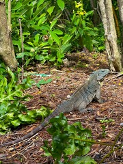 Caribbean Paradise: Cozumel & Grand Cayman 