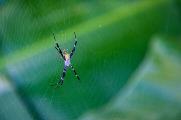 Spider in a Delicate Web with Green Backdrop