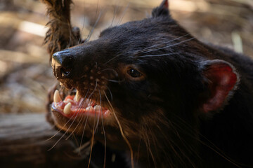 TASMANIAN DEVIL