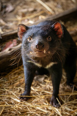 tasmanian devil